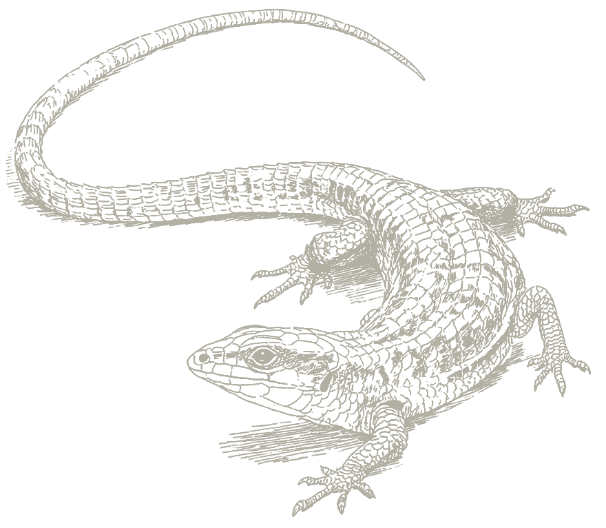 Decorative lizard image